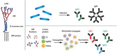 Lipoarabinomannan in Active and Passive Protection Against Tuberculosis